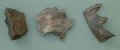 qld55r.jpg (28747 bytes)