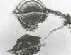 seals.jpg (25656 bytes)