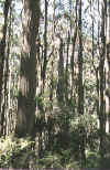 vic18d.jpg (49047 bytes)
